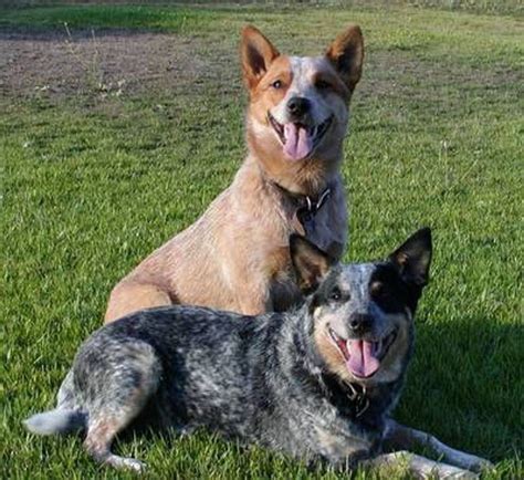 Taking A Look At The Red Heeler