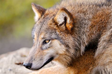 Nature Animals Wolf Wallpapers Hd Desktop And Mobile Backgrounds