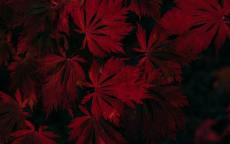 Tổng Hợp 300 Background Red Leaves Tạo Không Gian ấm Cúng Và Gần Gũi