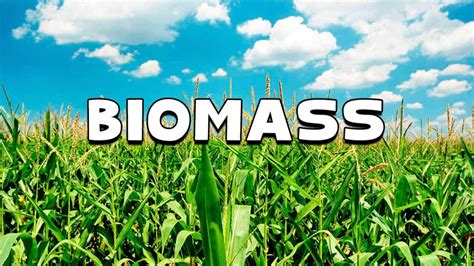 Biomass Energy Sources