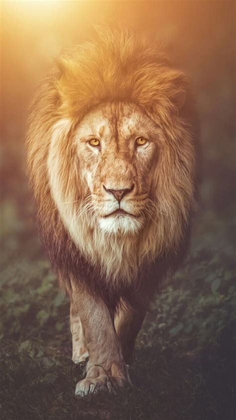 Wallpapers Backgrounds Lion