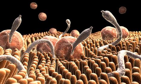 Parasitos Intestinales Microscopio