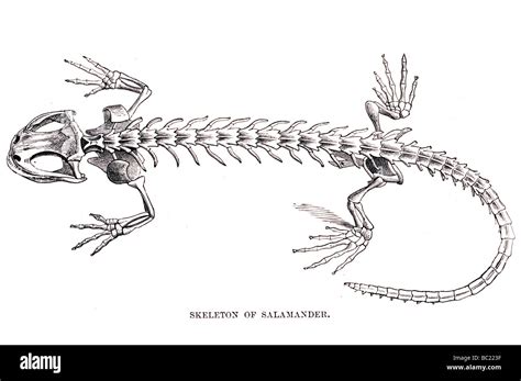 Skeleton Of Salamander Stock Photo Alamy