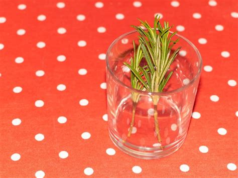 Information On Rosemary Plant Propagation
