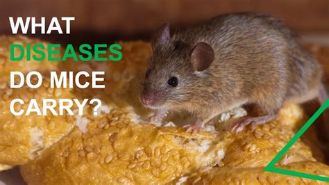 What Diseases Do Mice Carry Youtube