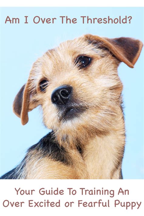 Our vets answer some common questions from new puppy owners! Over Excited Dog: How Understanding Behavior Thresholds ...