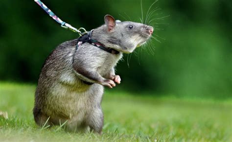 Top 5 Rat Species In The World Four Paw Square