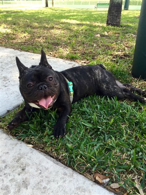 If there are 5 friends in the group, how much food does david bring? How much does your french bulldog weigh? : frogdogs