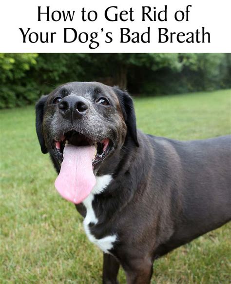 How To Get Rid Of Your Dogs Bad Breath 2 Chasing Dog Tales
