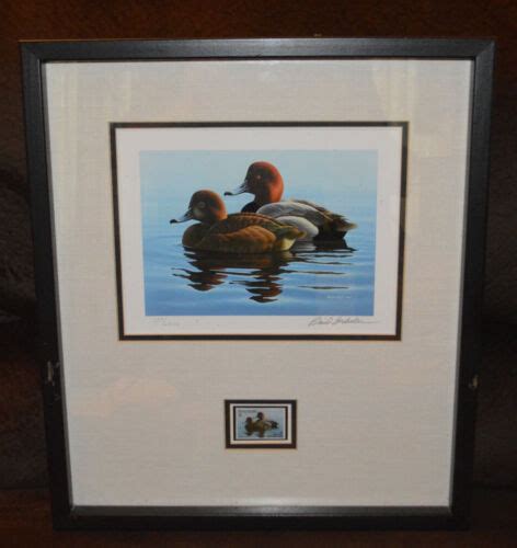 1982 Minnesota Duck Stamp Framed Print Redheads By Phil Scholer Ebay