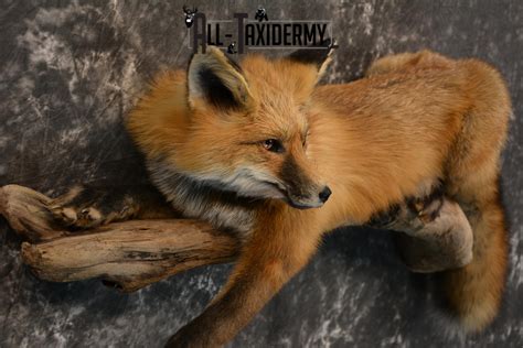 Red Fox Life Size Taxidermy Mount For Sale Sku 1408 All Taxidermy