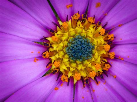 17 Stunningly Beautiful Macro Flower Pics