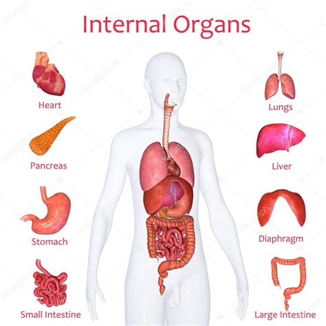Anatomie Des Menschen Organe