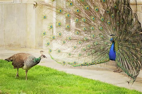 Peacock Male And Female Mating Courting On Green Grass Lawn Photograph