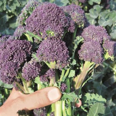 Broccoli Early Purple Sprouting Organic Santee Seeds Irish Plants