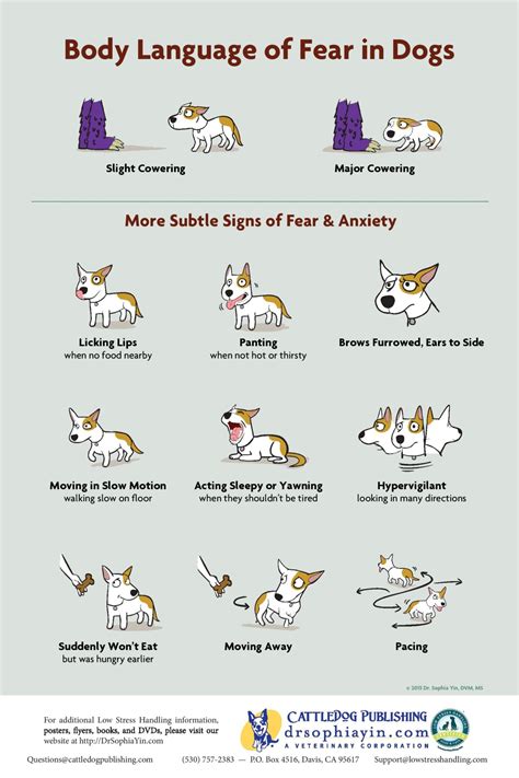 Body Language Of Fear In Dogs Poster 1 Page 001 Westport