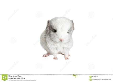 Chinchilla On White Background Stock Photo Image Of Animals Studio