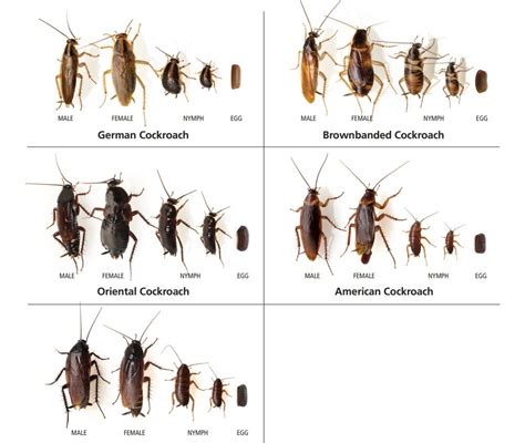 Cockroach Life Cycle Life Span And More Info About Uk Roaches