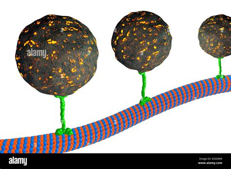 Intracellular Transport Computer Illustration Of Vesicles Spheres