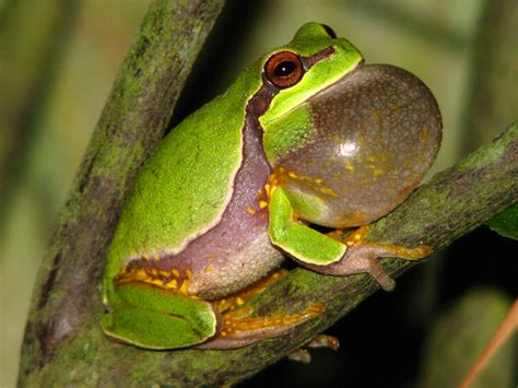 The Pine Barrens Tree Frog - Pinelands Preservation Alliance