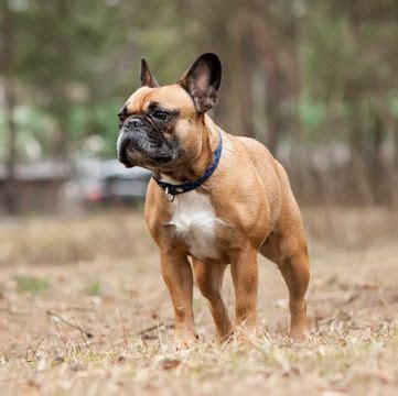 French bulldogs are active, gentle and funny little creatures who make us very happy. French Bulldog Puppies For Adoption Near Me - The Y Guide