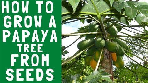 How To Grow A Papaya Tree From Seedsgardening Youtube