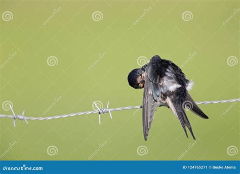 Juvenile Barn Swallow Hirundo Rustica Perched On Barbed Wire Waiting To Get Fed Stock Image