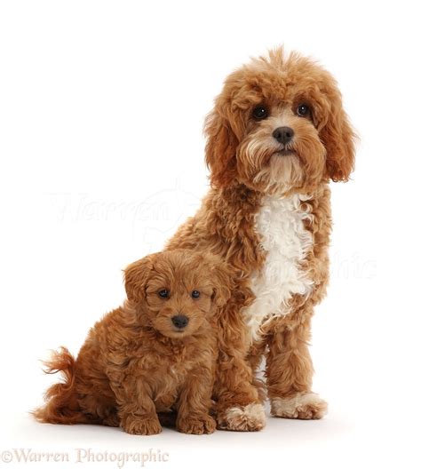 Dogs Red Cavapoo Adult And Puppy Photo Wp43065