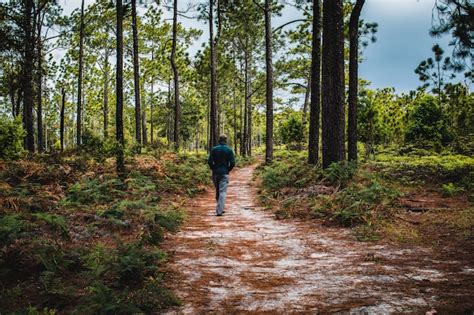 Premium Photo Man Walking On Path In Pine Forest Phu Kradueng