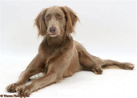 Longhair Weimaraner Dog Breeds With Odd Colors And Coats