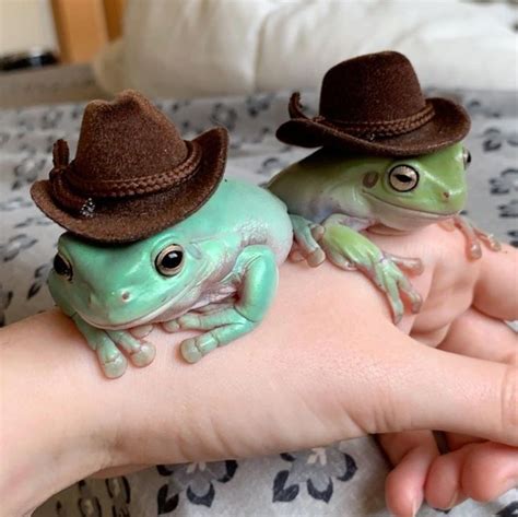 G4yshit On Twitter Frogs In Cowboy Hats Adorable Animals Amphibian