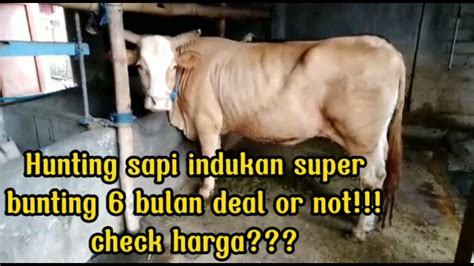 Hunting Sapi Indukan Super Bunting Bulan Deal Or Not Check