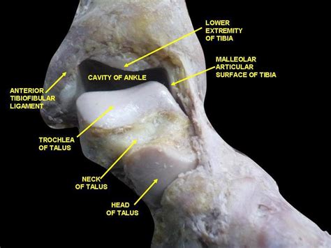 Ankle Joint Anatomy Talocrural Subtalar And Tibiofibular Joints