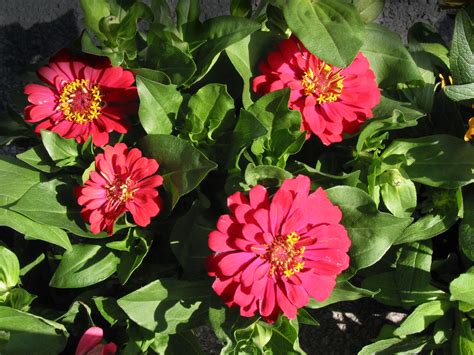 A flowering plant, from old french flor flower, blossom; Zinnia Flower, FREE Stock Photo, Image: Red Zinnia Garden ...