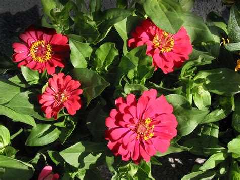 Download in.eps,.ai or psd format for totally free. Zinnia Flower, FREE Stock Photo, Image: Red Zinnia Garden ...