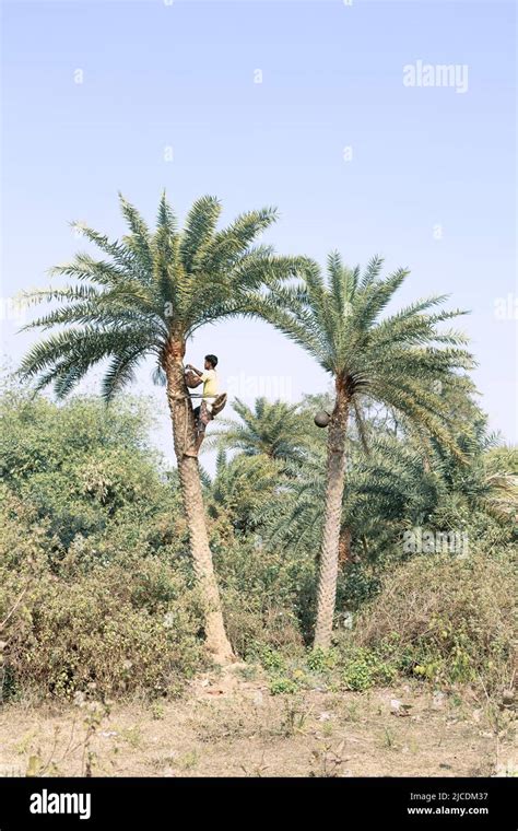 A Tapper Taps A Date Palm Tree For Sap In West Bengal India The Sap