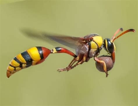 Potter Wasp Weird Animals Wasp Beautiful Bugs