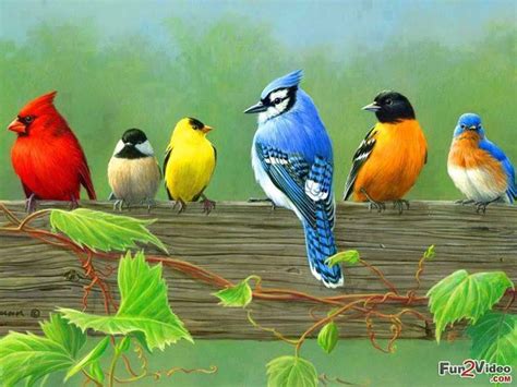 49 Beautiful Birds Wallpapers For Desktop Wallpapersafari