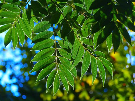 Free Images Tree Branch Sunshine Sunlight Leaf Flower Green