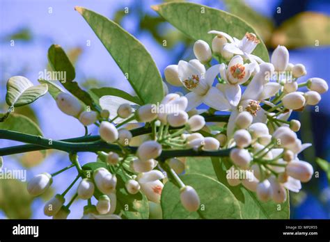 A Cluster Of Orange Blossoms On A Tree In A Garden Stock Photo Alamy