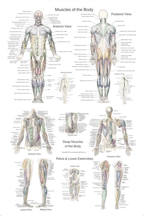 In the muscular system, muscle tissue is categorized into three distinct types: Deep and Superficial Muscle Anatomy Poster 24 x 36