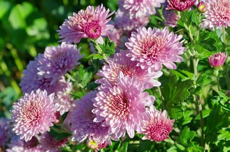 Pink Chrysanthemums In The Garden Stock Image Image Of Decorative