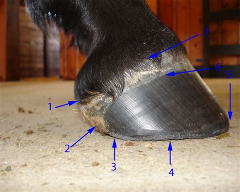 Horse Hoof Anatomy Taught With Clear Well Labeled Photos And Simple