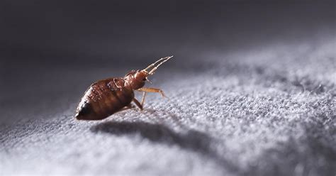 Are The Bed Bugs In Washington Dc Dangerous