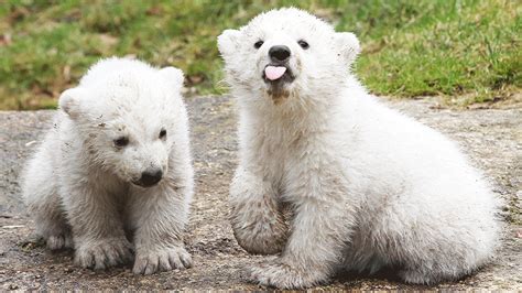 Thanks To Global Warming Grizzlies And Polar Bears Are Mating In