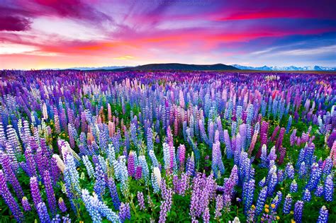 You're in the right place! The Russell Lupins Field - near Lake Tekapo, New Zealand ...