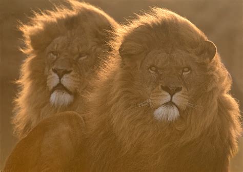 Photography Of Two Lions Hd Wallpaper Wallpaper Flare
