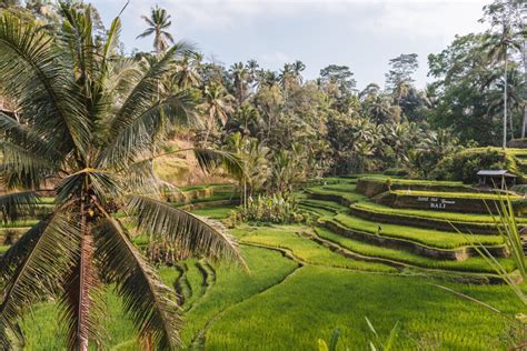 Ubud Bali 10 Orte And Aktivitäten Die Du Nicht Verpassen Darfst Tipps
