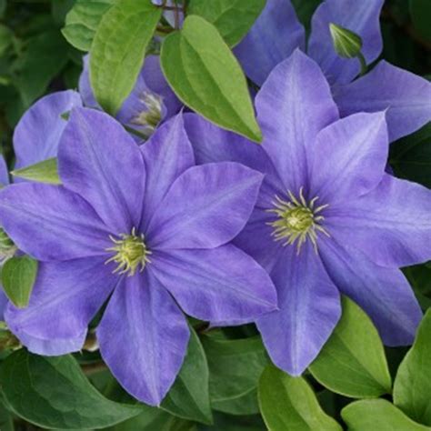 Clematis vines are a fantastic group of plants offering bold seasonal colour. Clematis Fujimusume