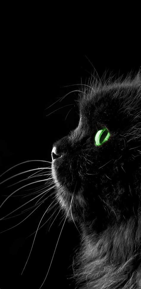 Green Eyed Cat 1440x2960 Amoledbackgrounds